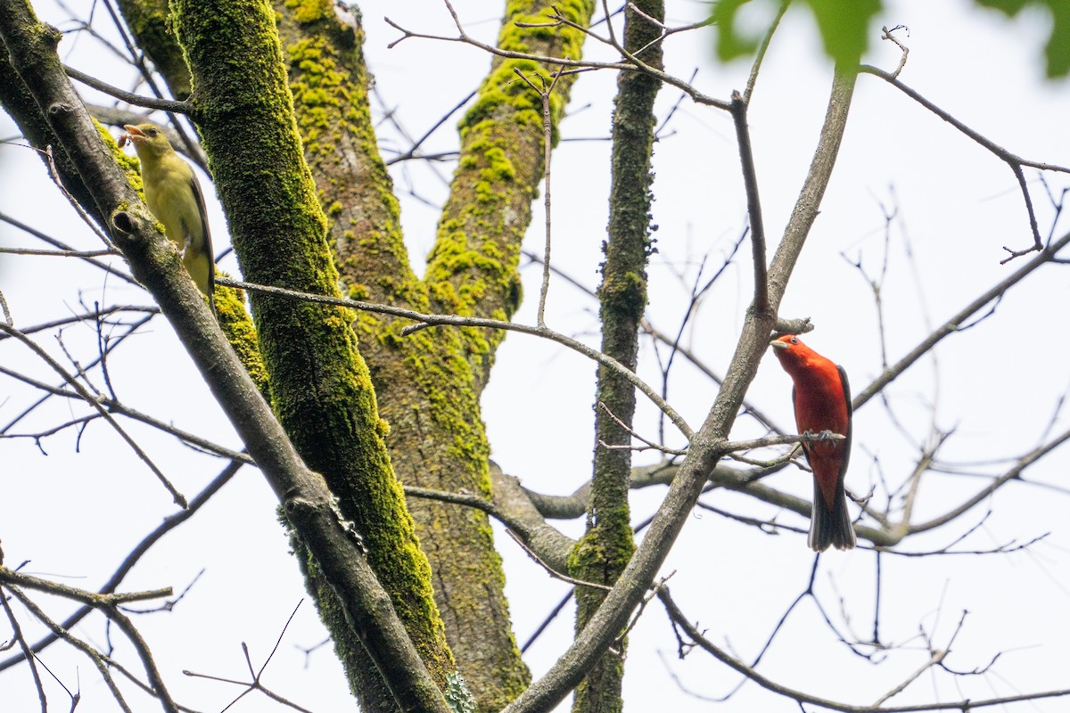 Scarlet Tanager - ML620109898