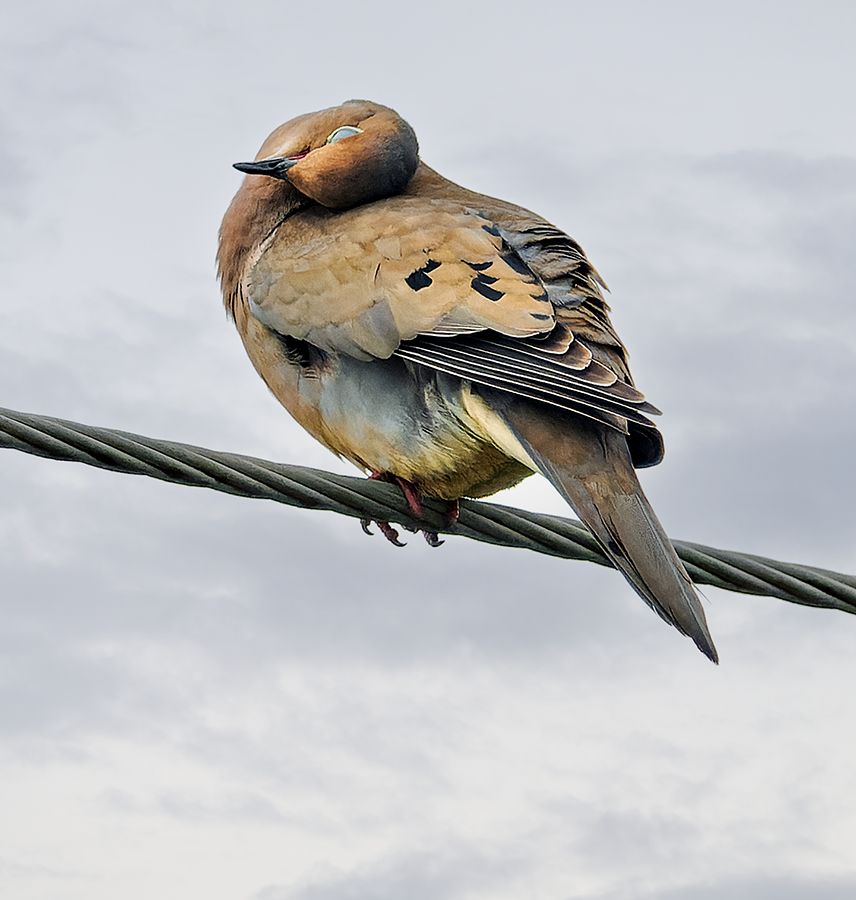Mourning Dove - ML620109900