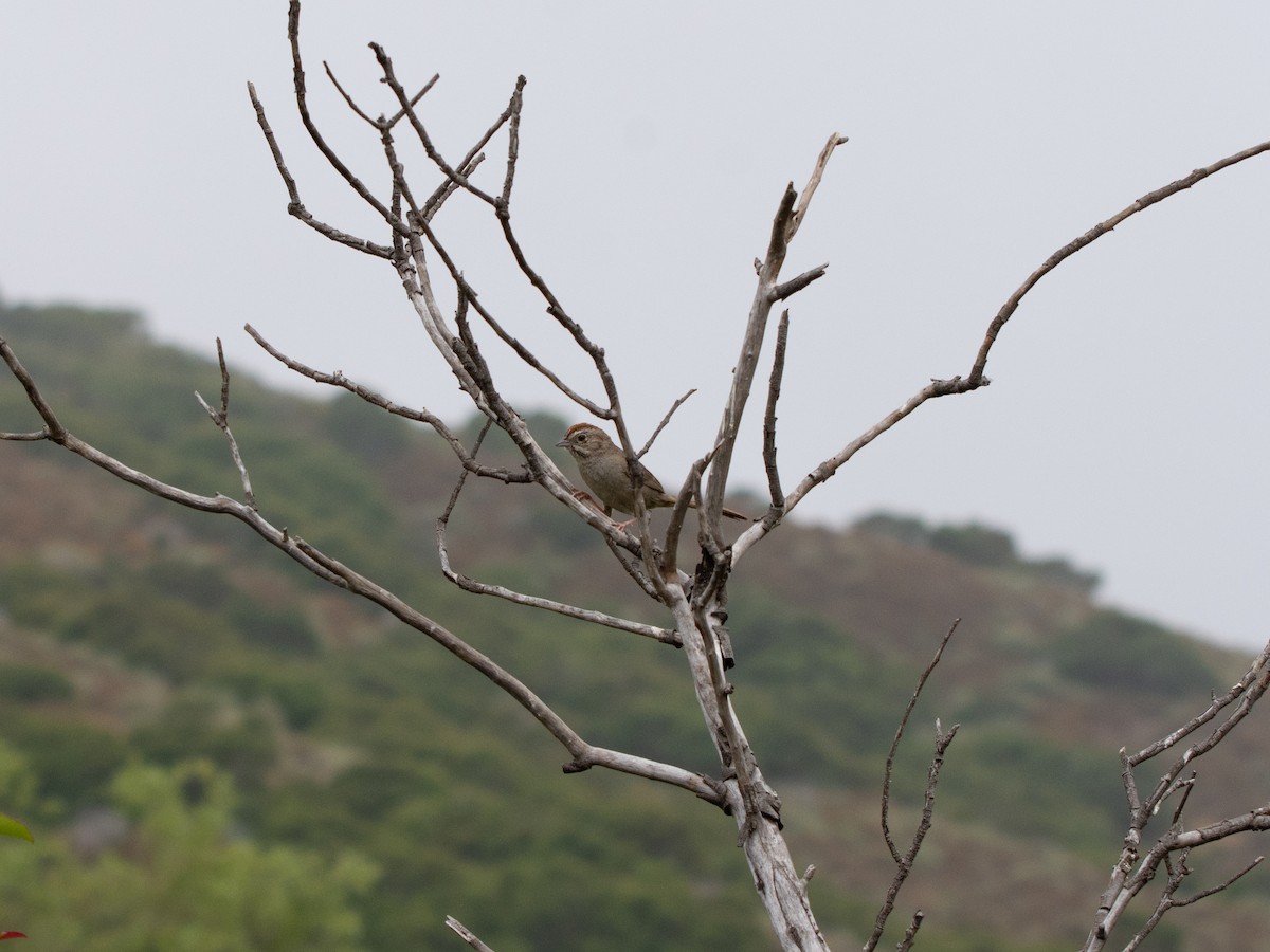 Rufous-crowned Sparrow - ML620109902