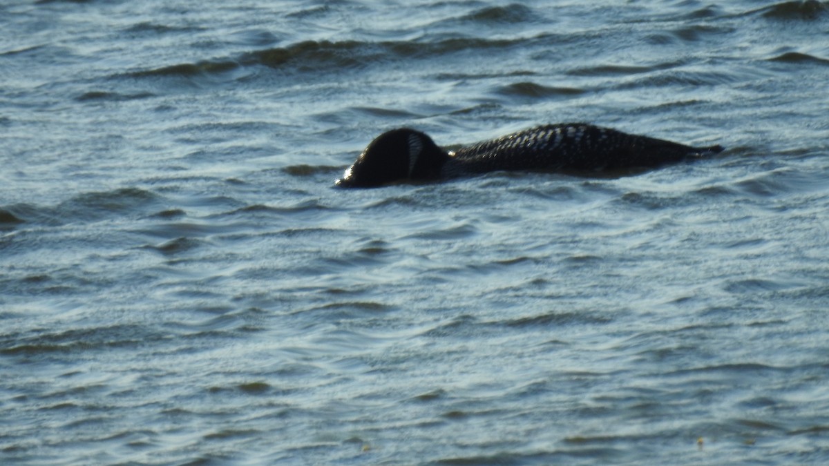 Common Loon - ML620109903