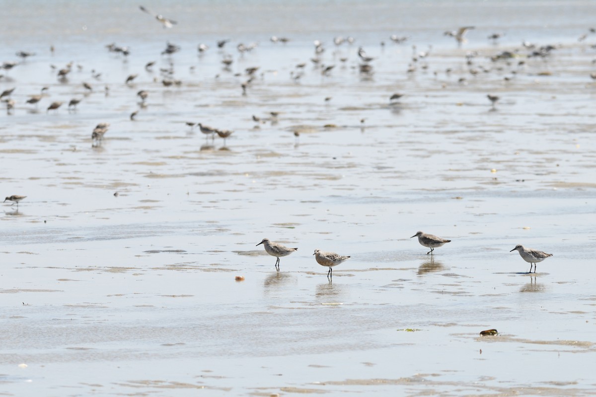 Red Knot - ML620109904