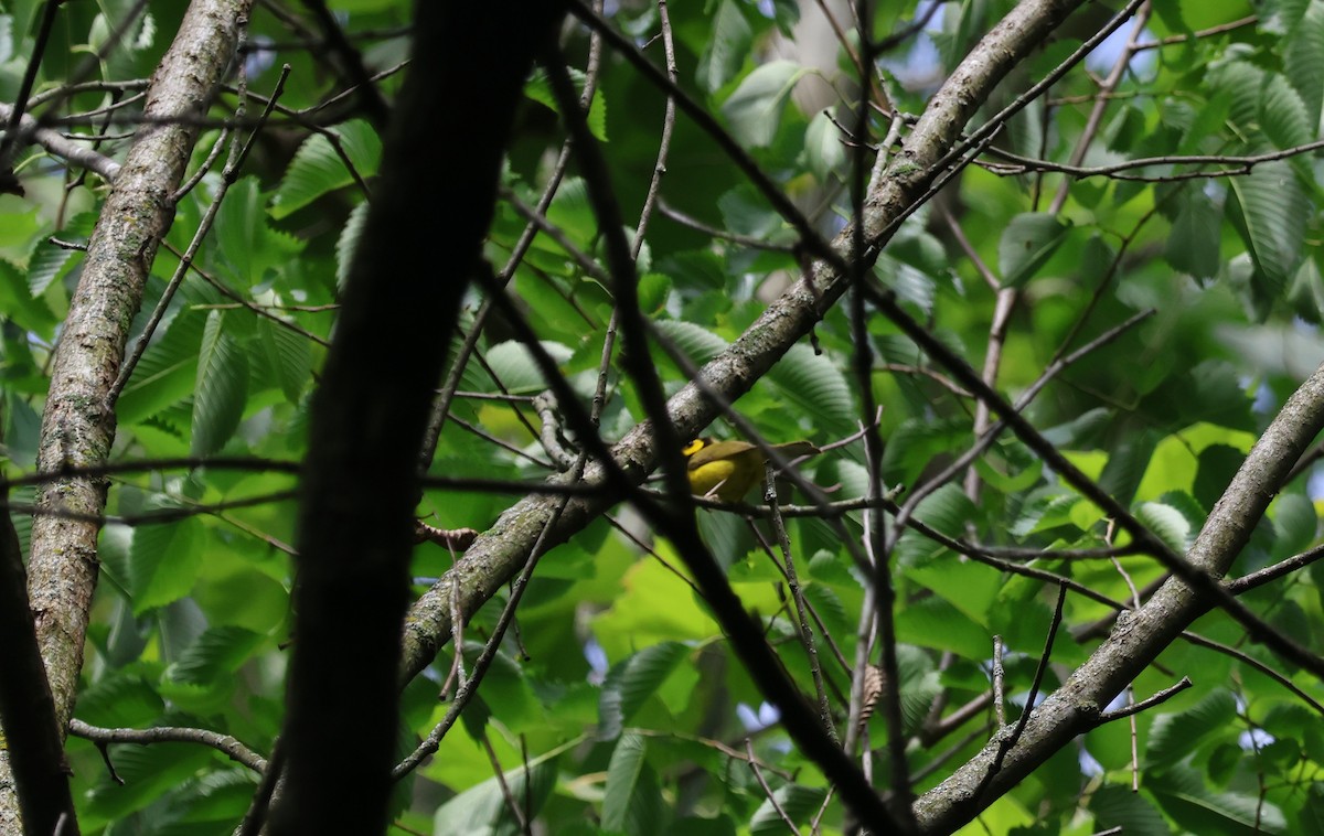 Hooded Warbler - ML620109920