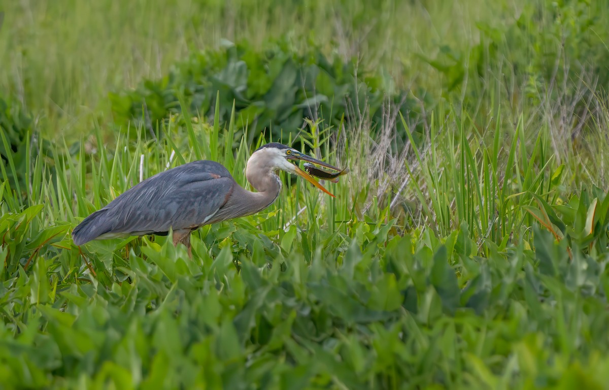 Great Blue Heron - ML620109927