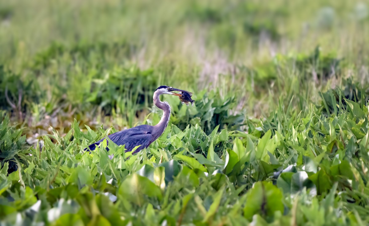 Great Blue Heron - ML620109928