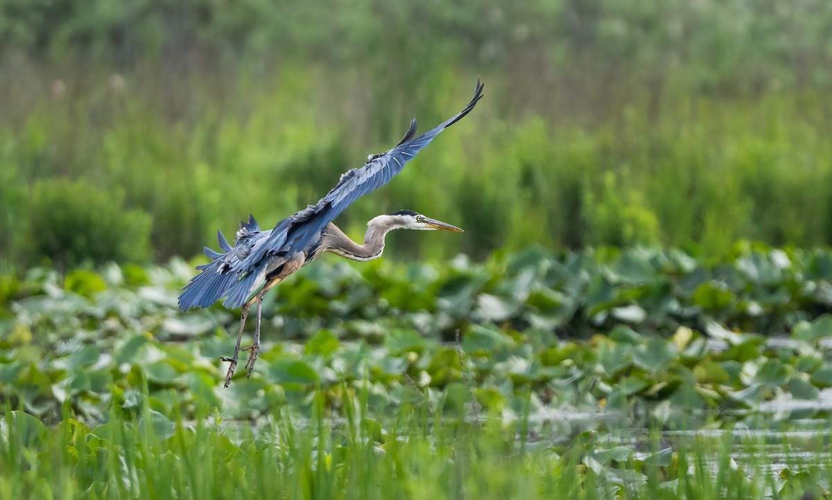 Great Blue Heron - ML620109929