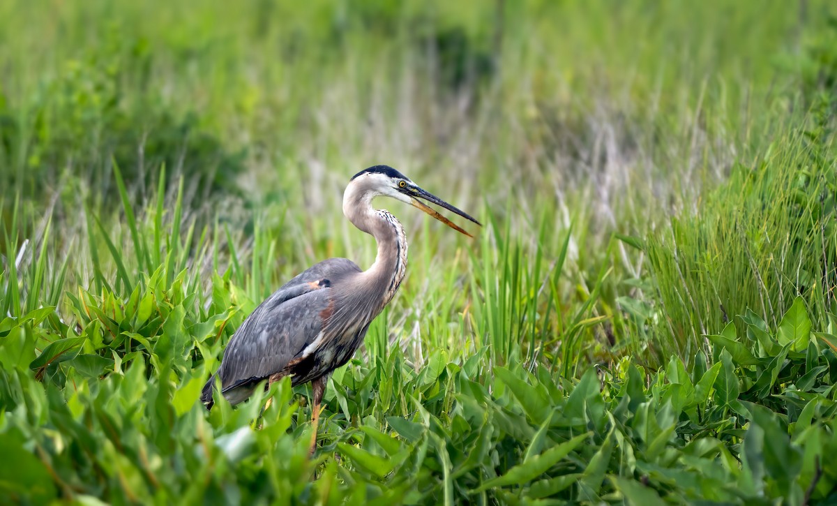 Great Blue Heron - ML620109930