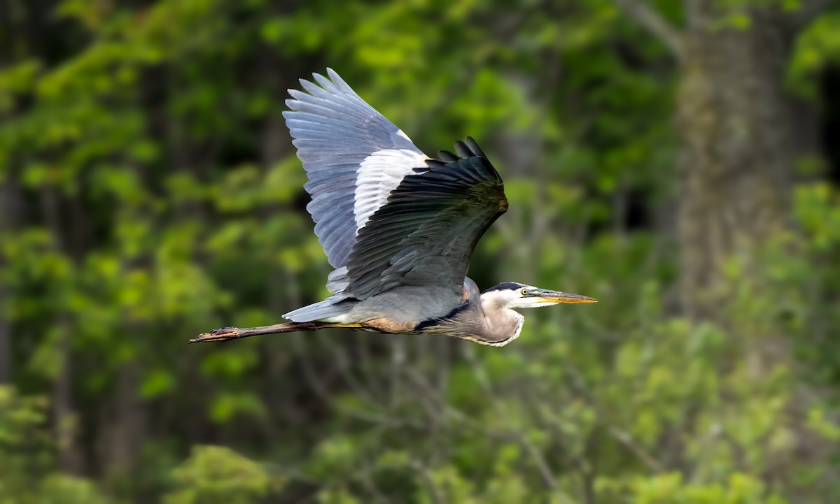 Great Blue Heron - ML620109931