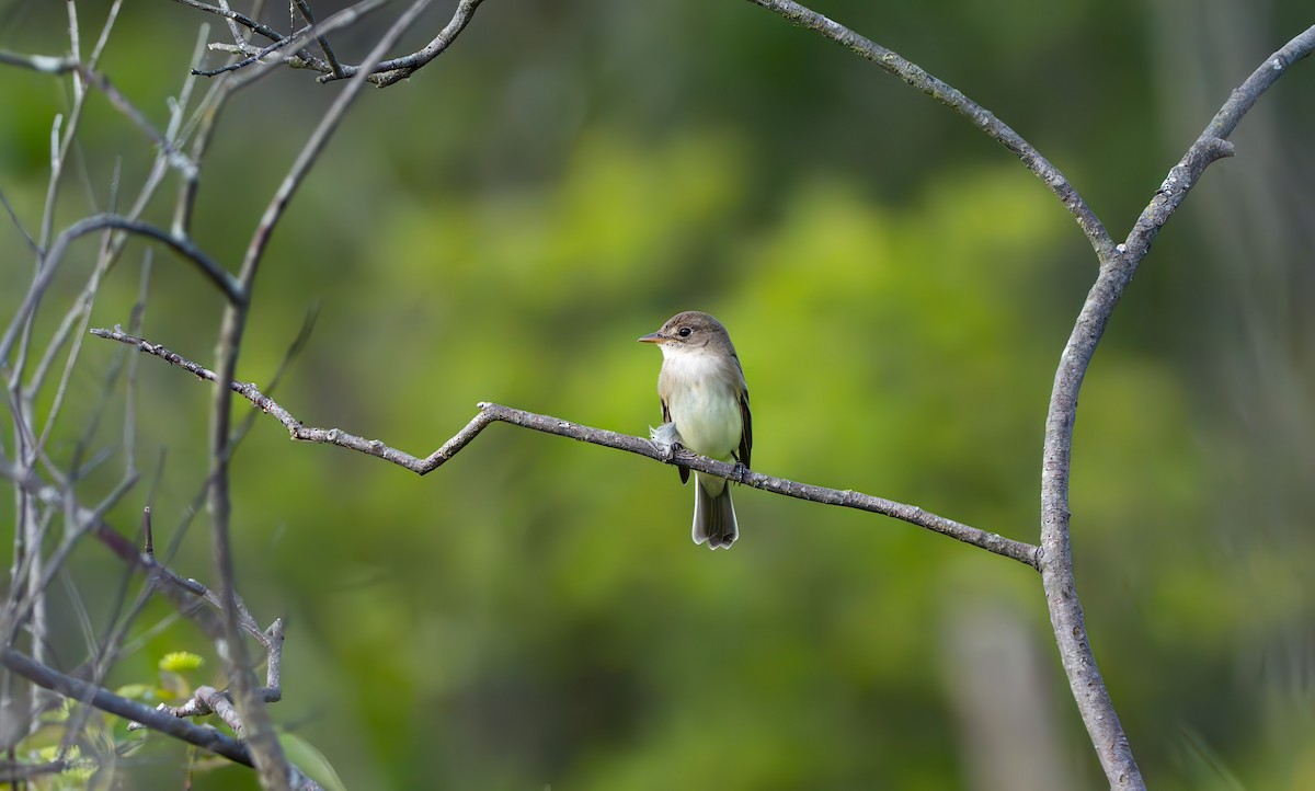 Alder Flycatcher - ML620109937