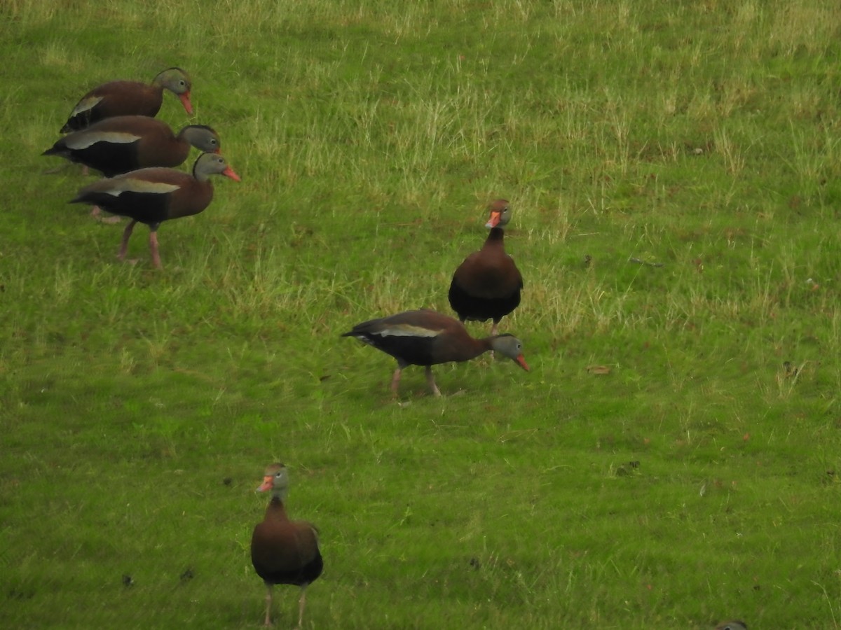 Black-bellied Whistling-Duck - ML620109938