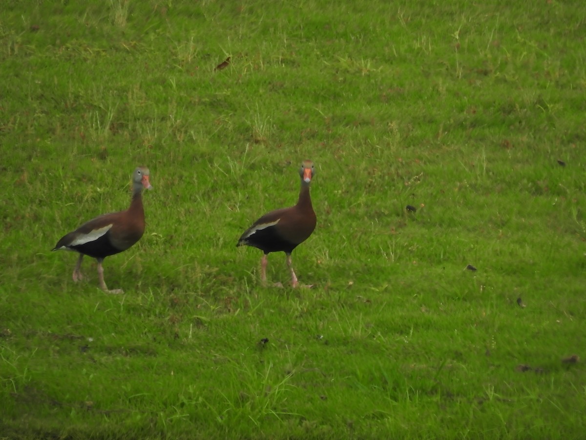 Black-bellied Whistling-Duck - ML620109939