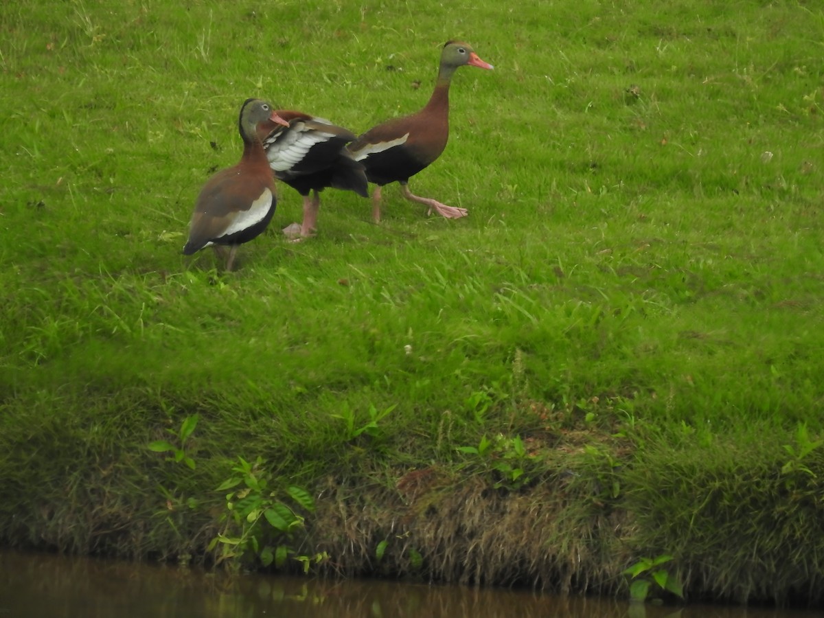 Black-bellied Whistling-Duck - ML620109940