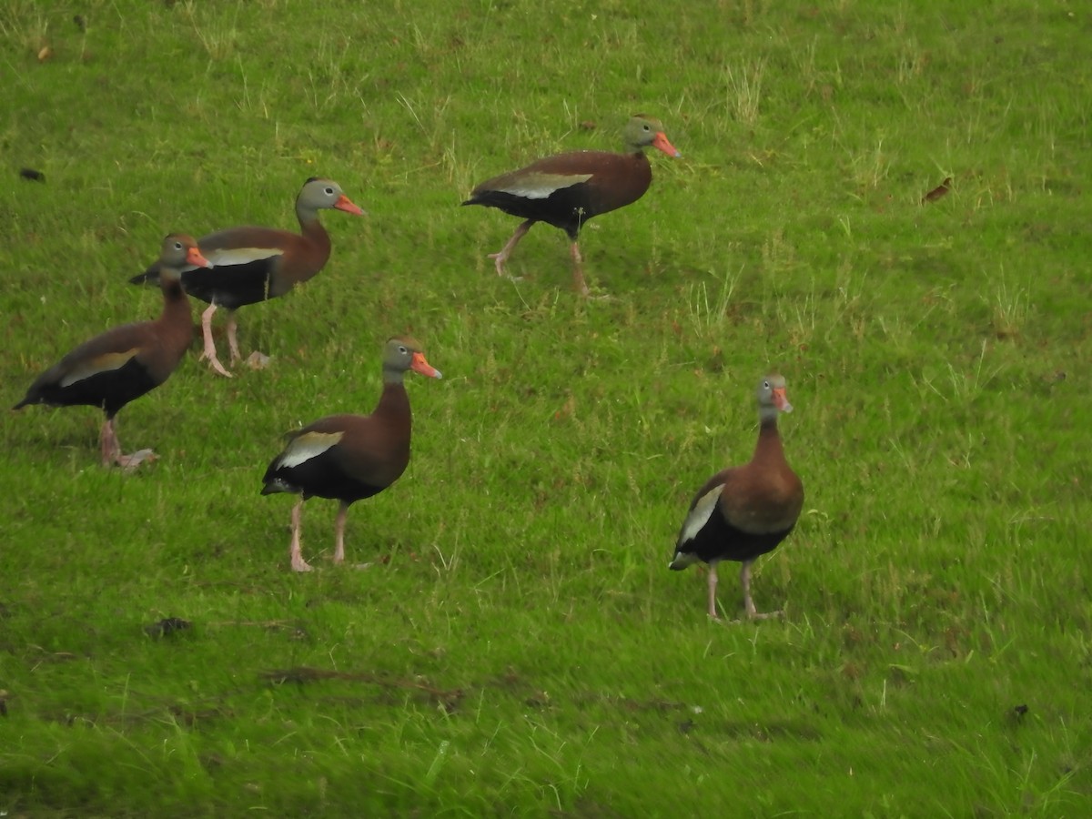 Black-bellied Whistling-Duck - ML620109941