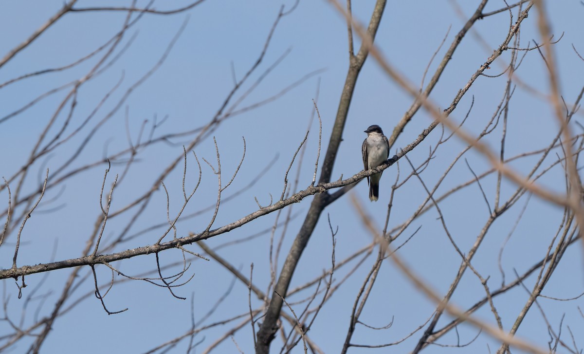 Schieferrücken-Königstyrann - ML620109942