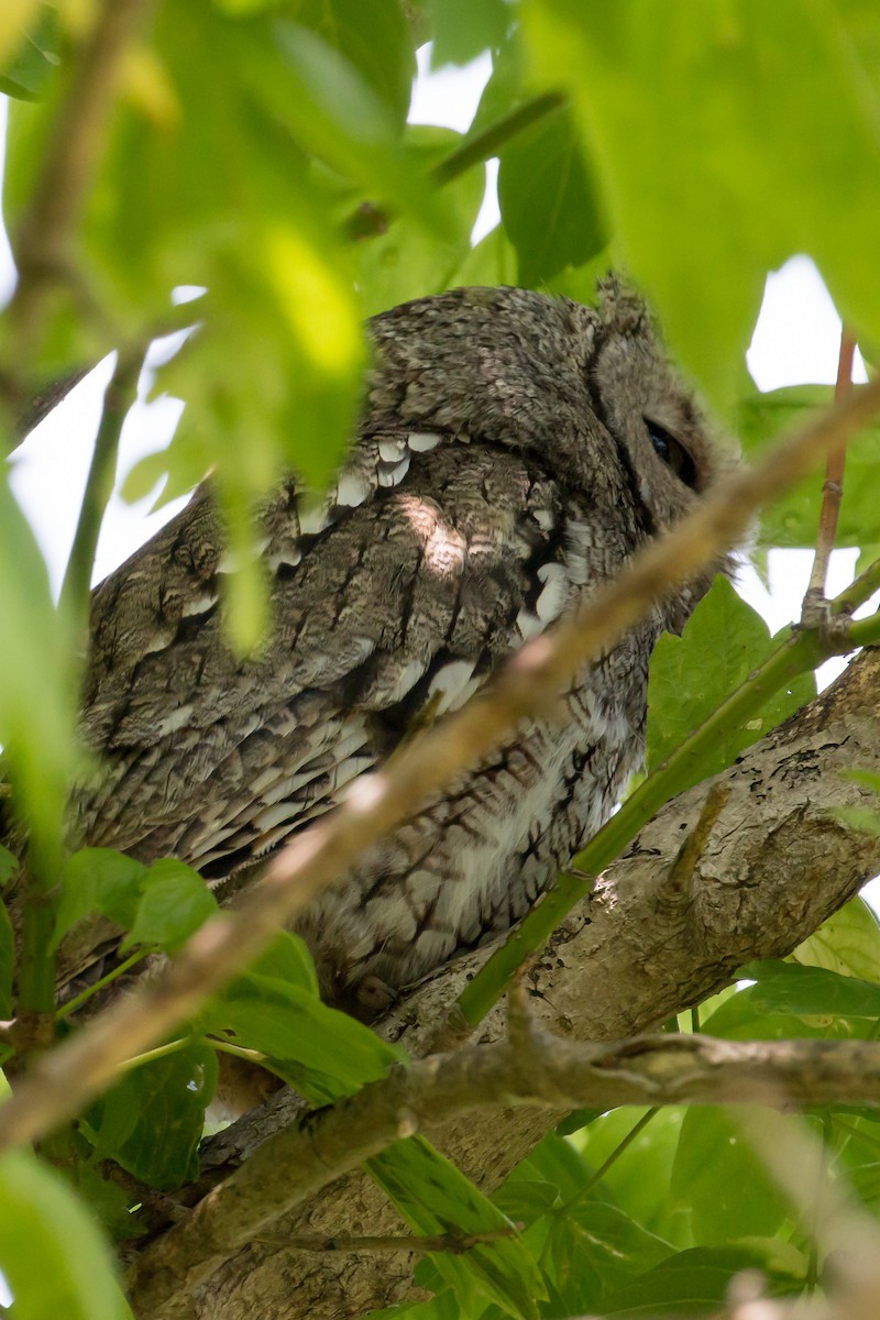 Eastern Screech-Owl - ML620109947