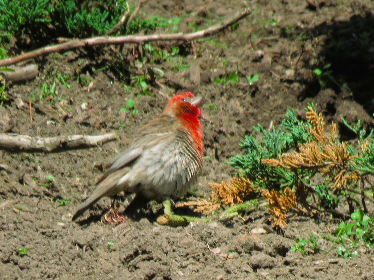 House Finch - ML620109948