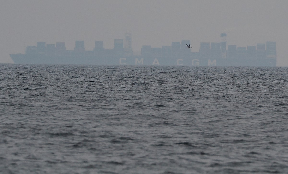 Arctic Loon - ML620109952