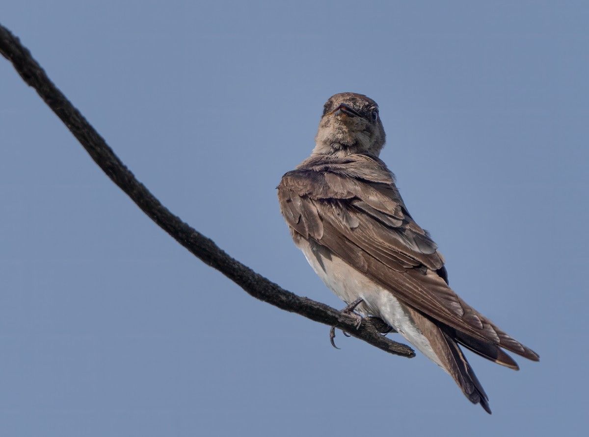 Northern Rough-winged Swallow - ML620109954