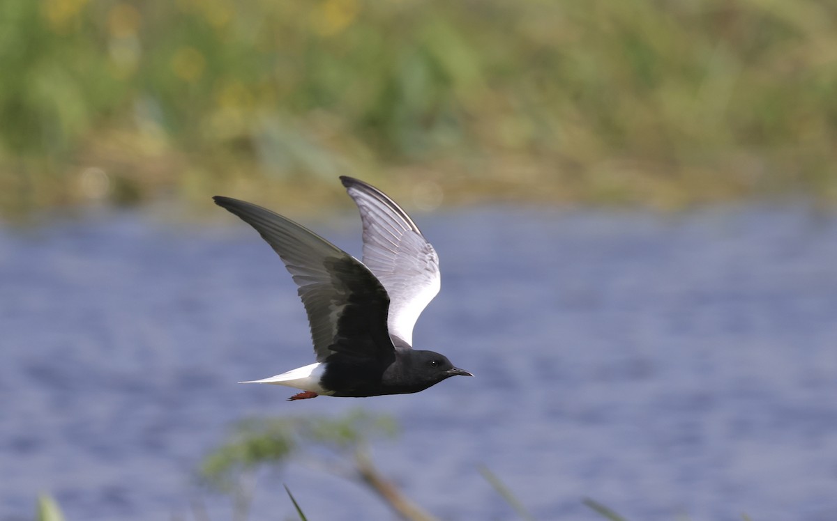 White-winged Tern - ML620109955