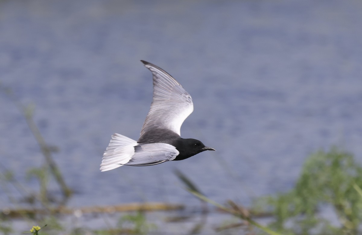 White-winged Tern - ML620109957
