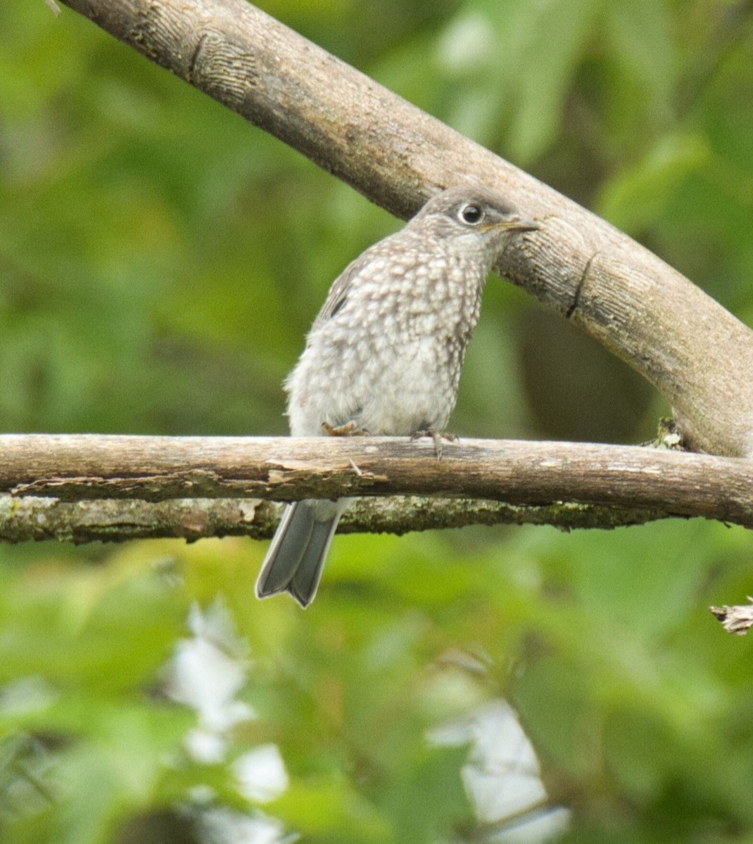 Eastern Bluebird - ML620109964