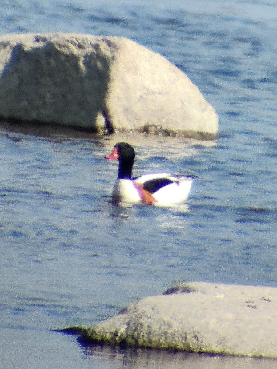 Common Shelduck - ML620109966