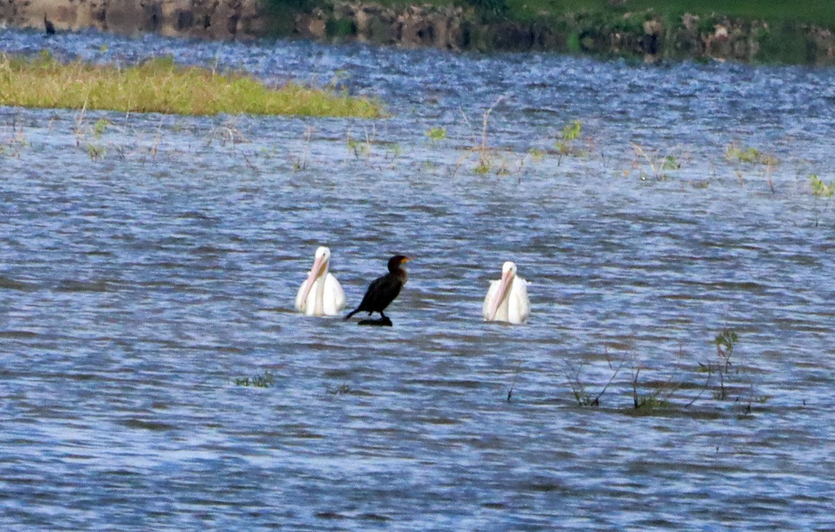 American White Pelican - ML620109967