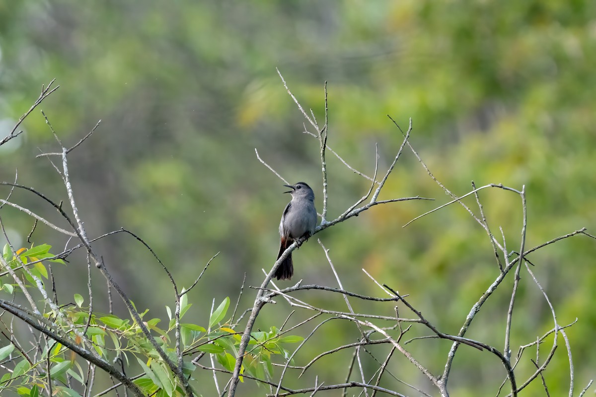 Gray Catbird - Harvey Fielder