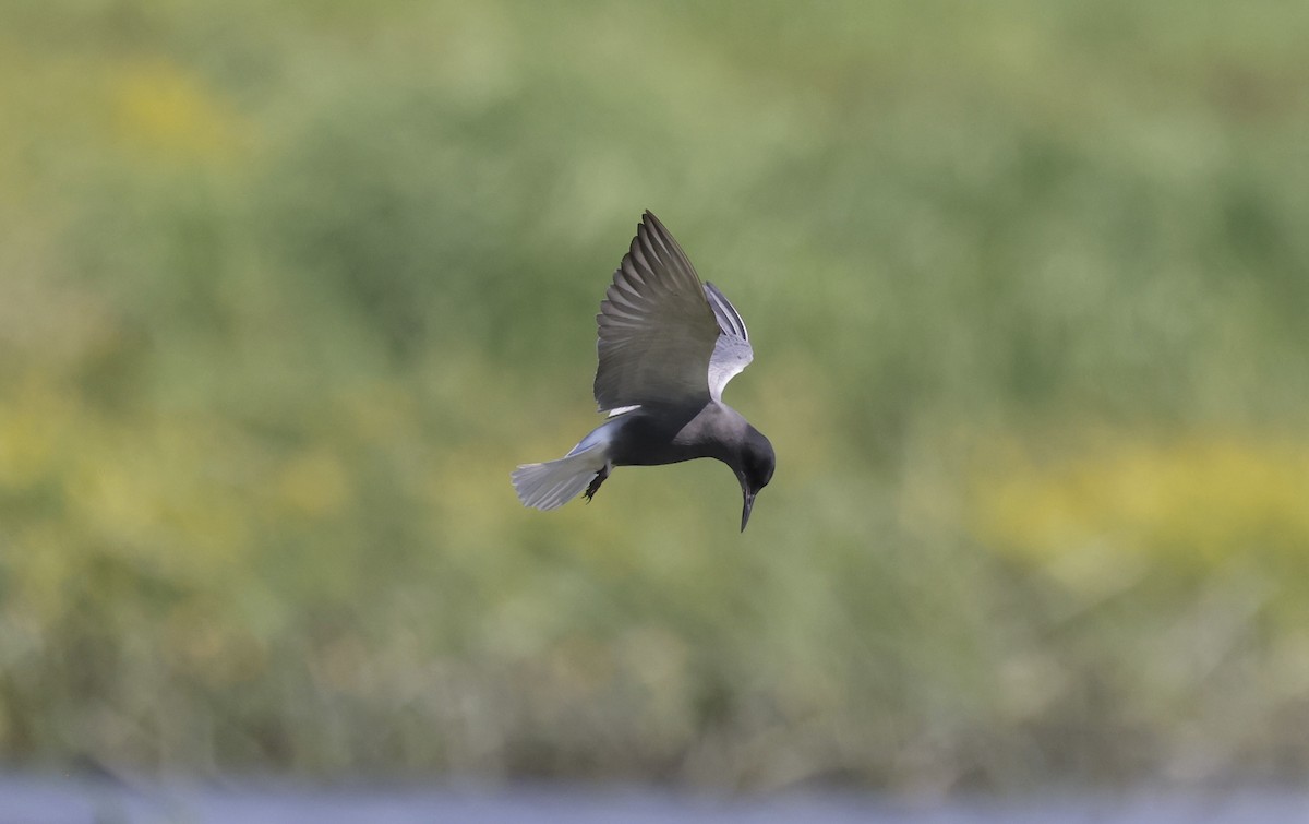 Black Tern - ML620109976