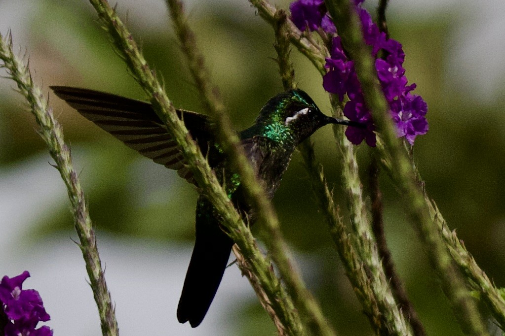 Purple-throated Mountain-gem - ML620109978