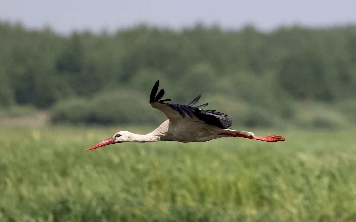 White Stork - ML620109982