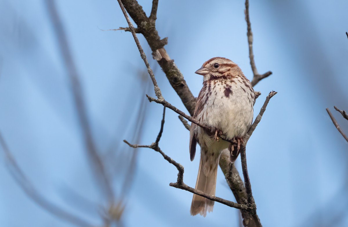 Song Sparrow - ML620109985