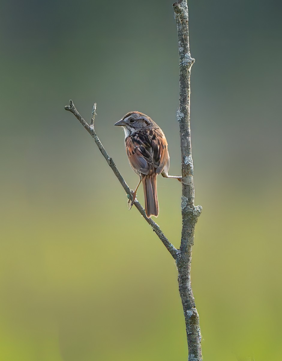 Swamp Sparrow - ML620109989