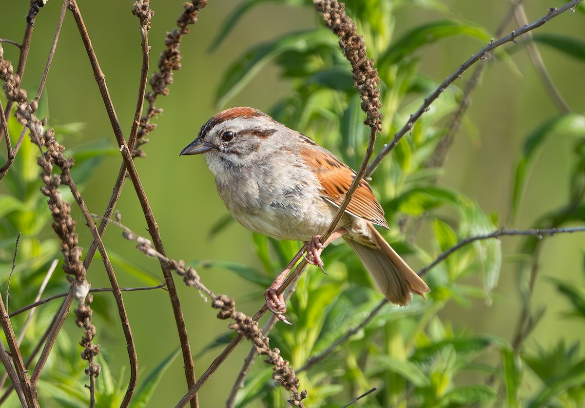Swamp Sparrow - ML620109990