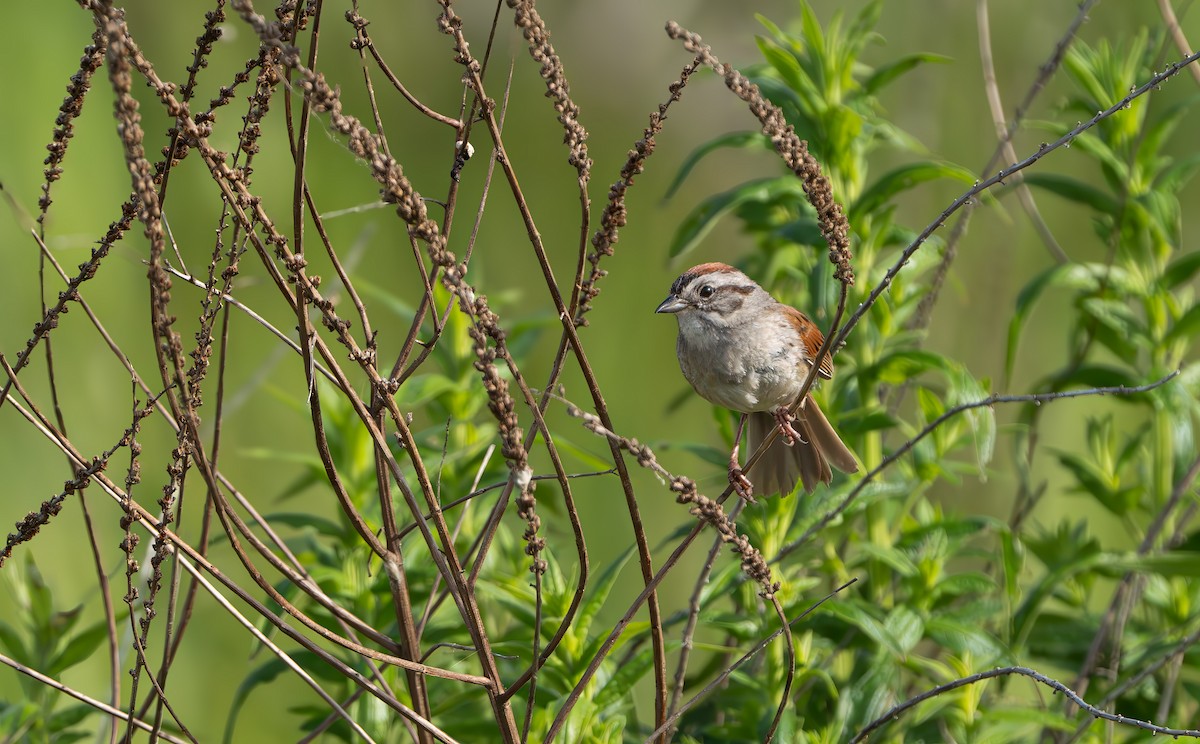 Swamp Sparrow - ML620109991