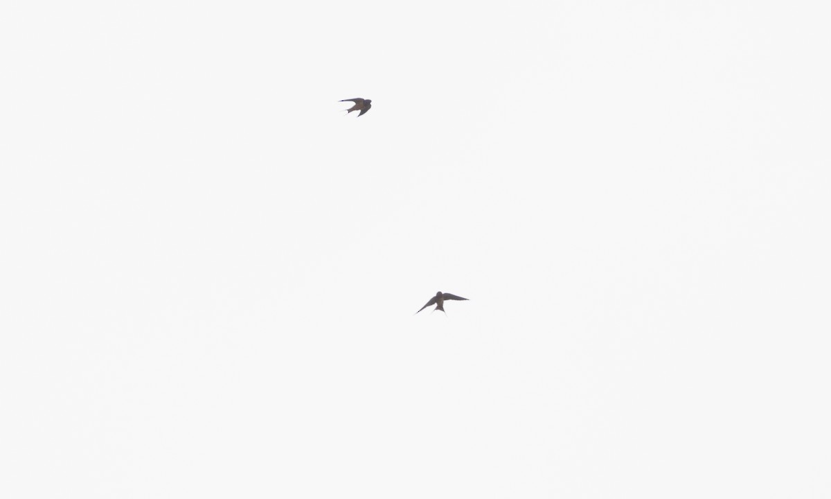 Barn Swallow - ML620109992