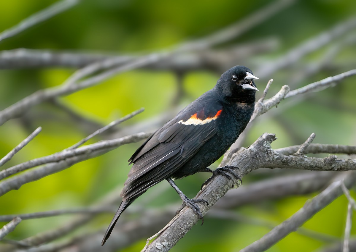 Red-winged Blackbird - ML620109997