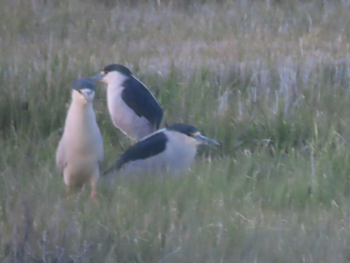 Black-crowned Night Heron - ML620110000