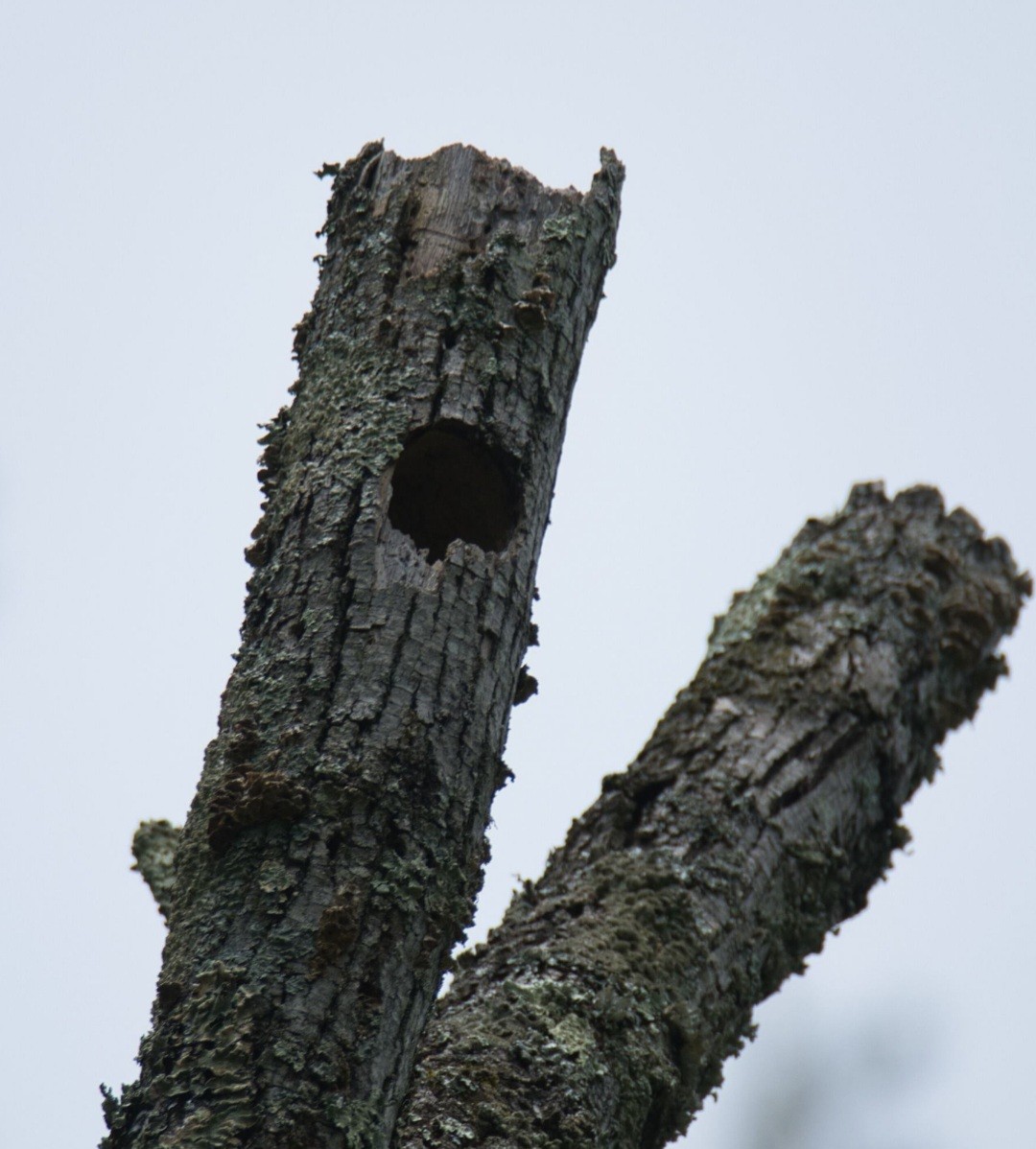 Downy Woodpecker - ML620110006