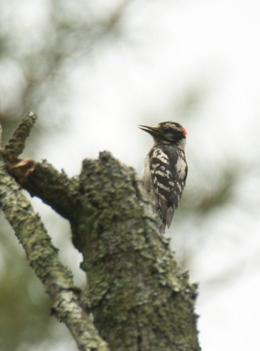 Downy Woodpecker - ML620110007