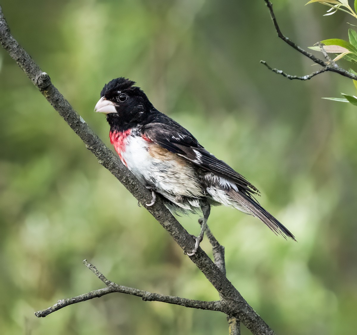 Rose-breasted Grosbeak - ML620110010