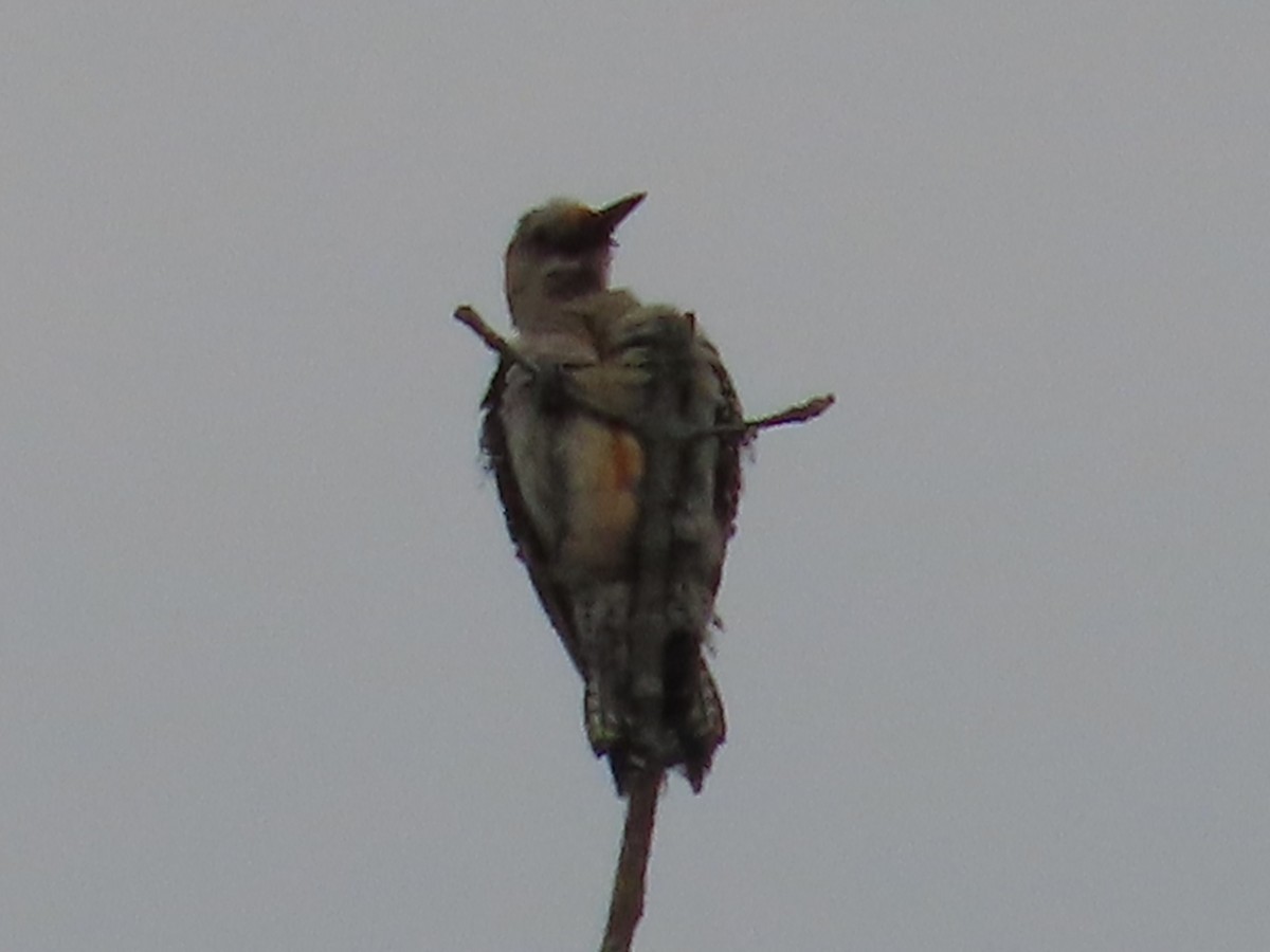 Red-bellied Woodpecker - ML620110019