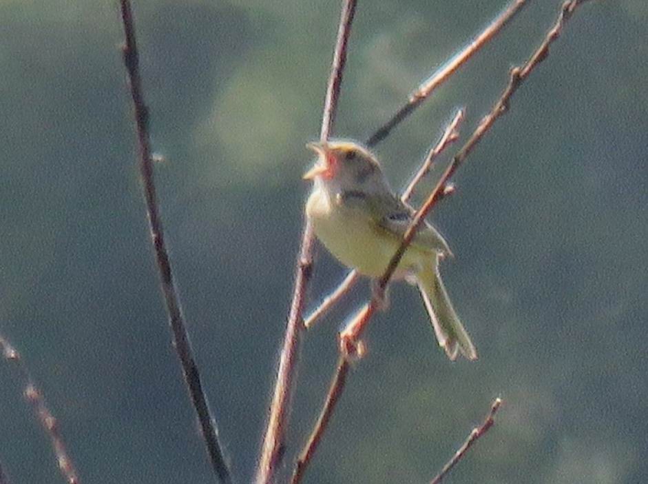 Grasshopper Sparrow - ML620110032