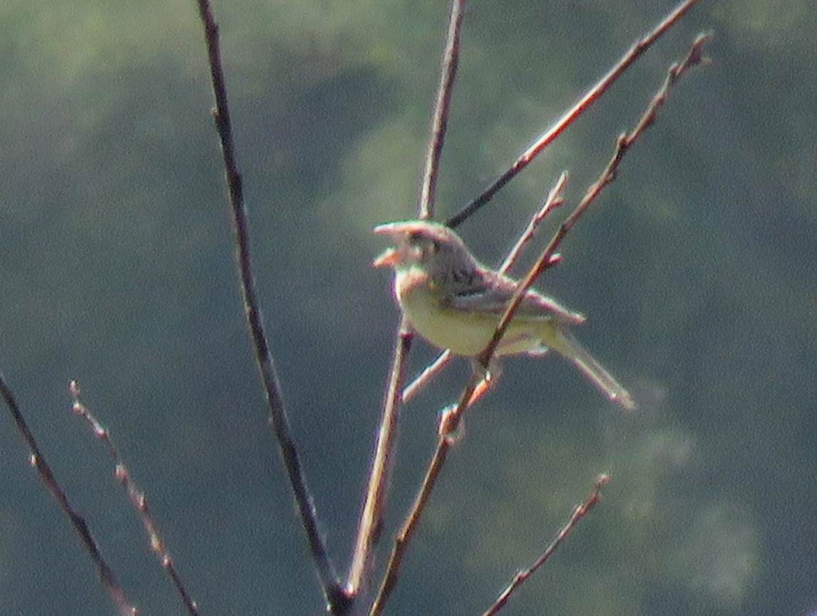 Grasshopper Sparrow - ML620110033
