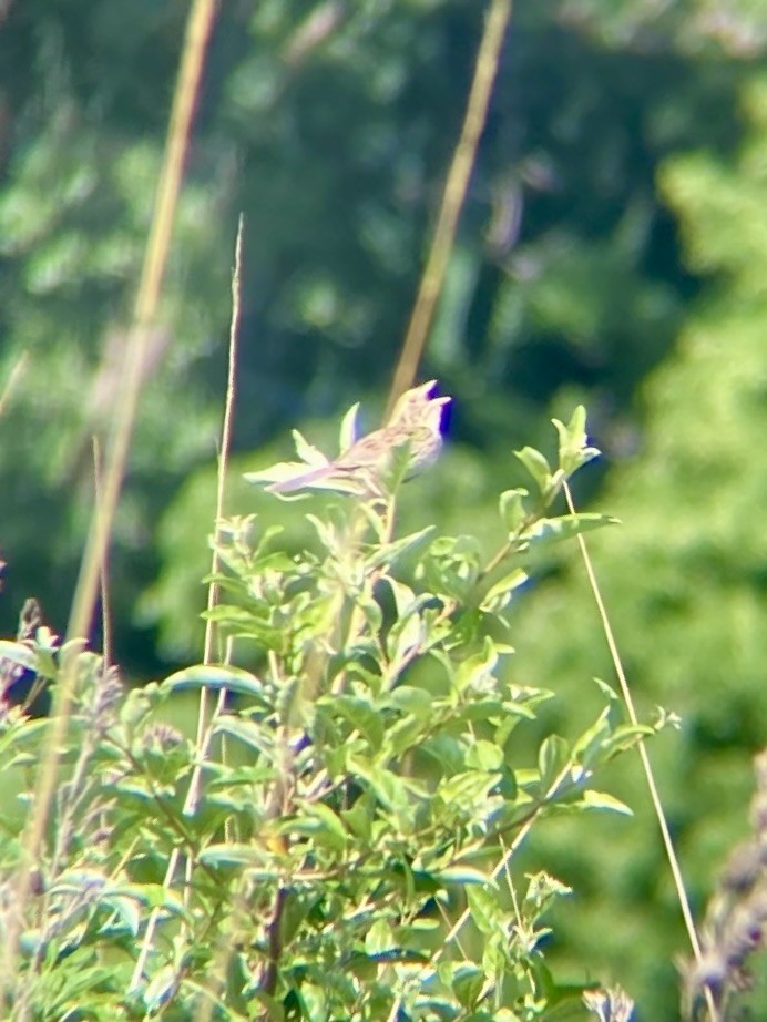 Henslow's Sparrow - ML620110038