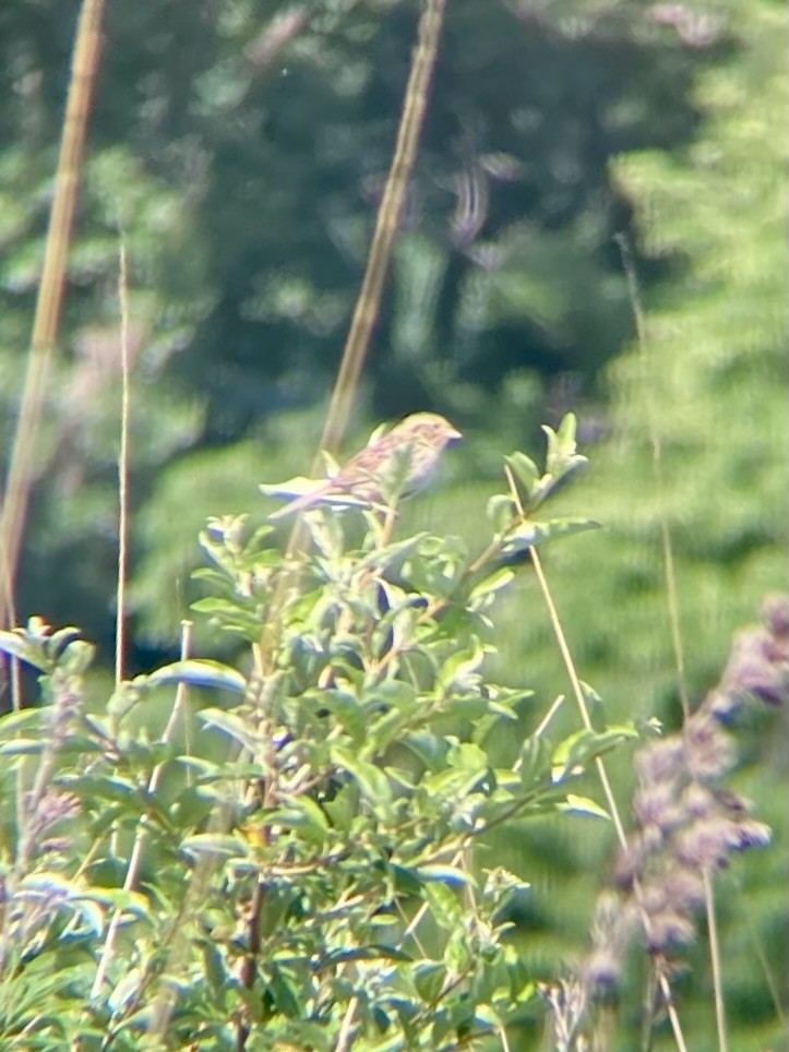 Henslow's Sparrow - ML620110039