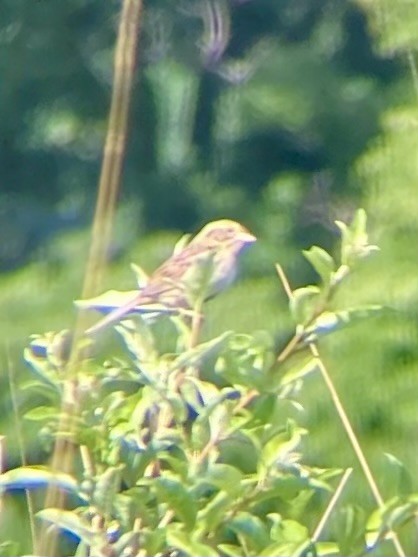 Henslow's Sparrow - ML620110040