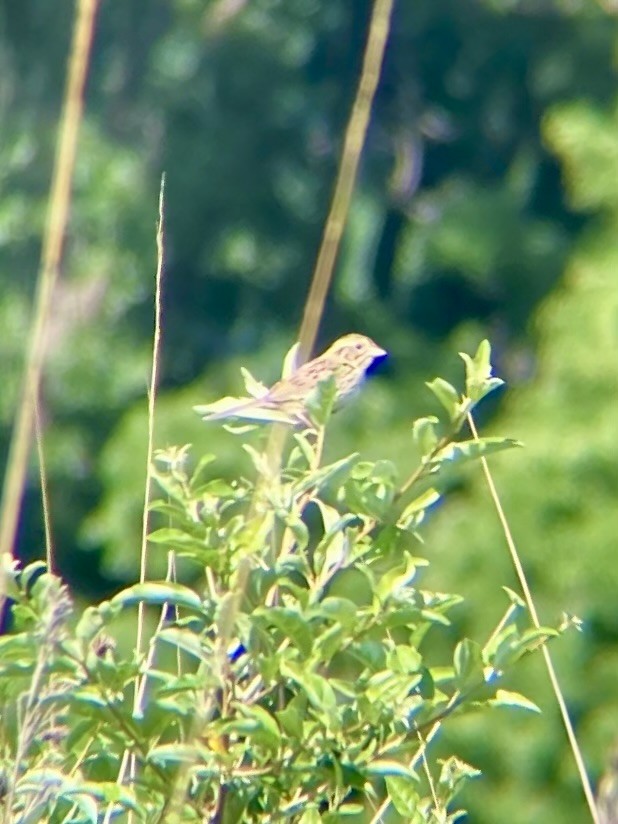 Henslow's Sparrow - Alis Yoder