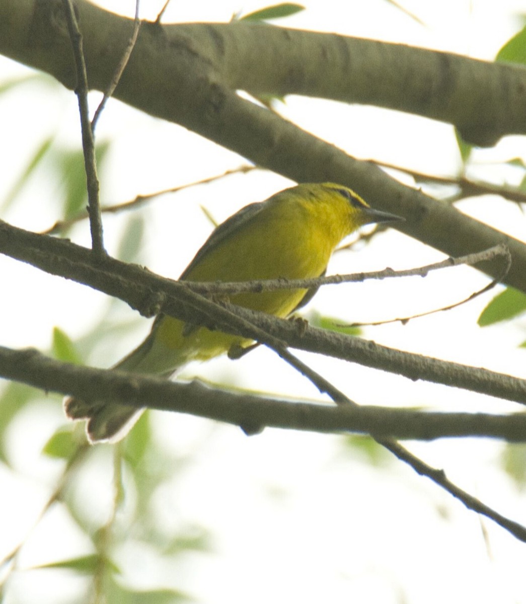 Blauflügel-Waldsänger - ML620110053