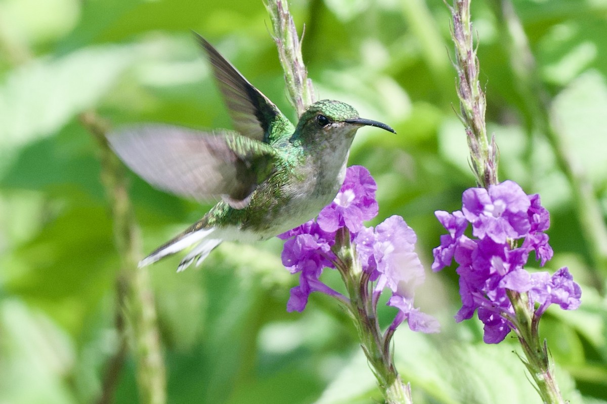 Colibri à tête cuivrée - ML620110058