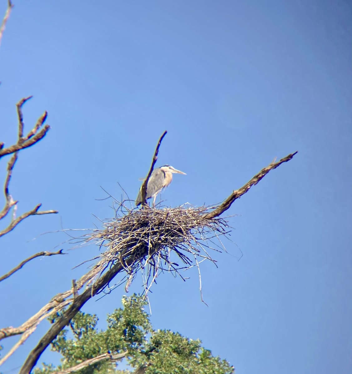 Great Blue Heron - ML620110061